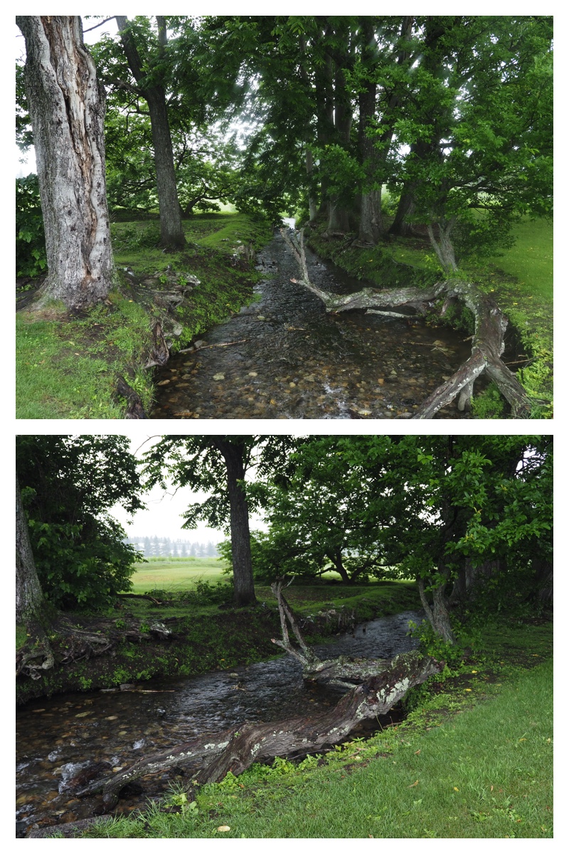 Walk_210705_3