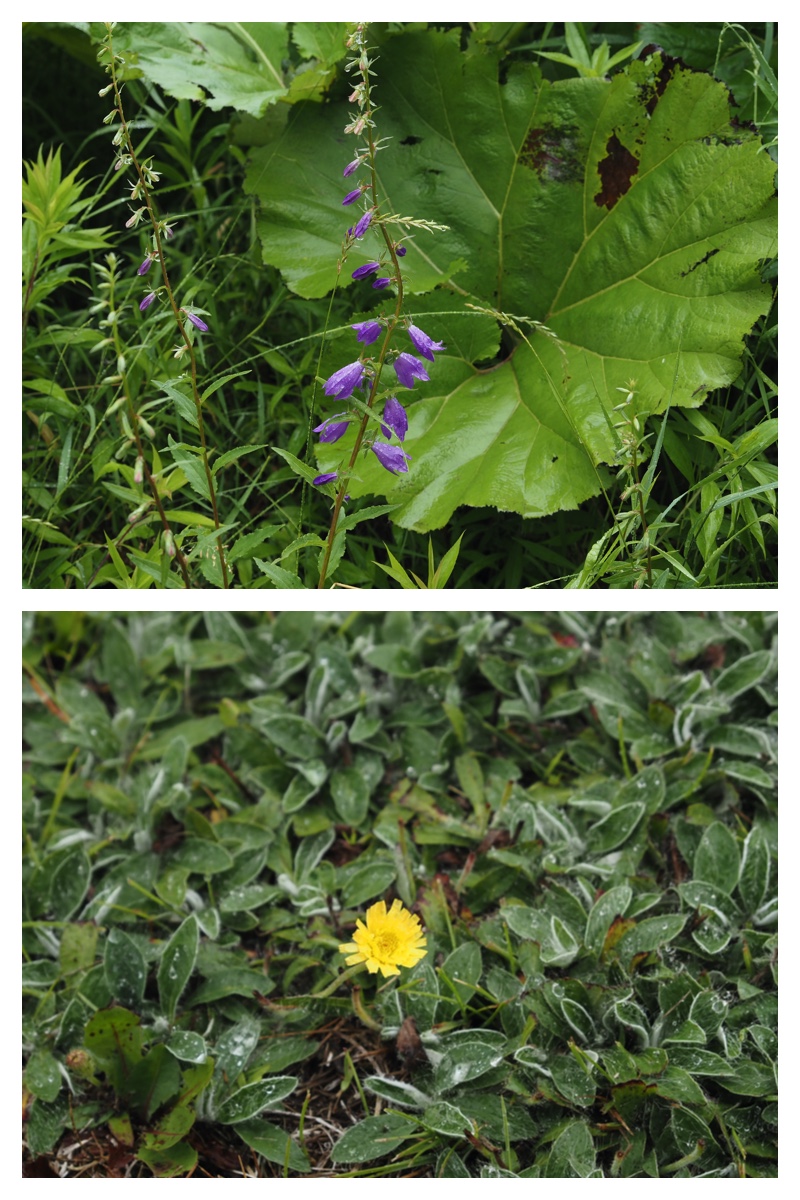 Walk_210705_6