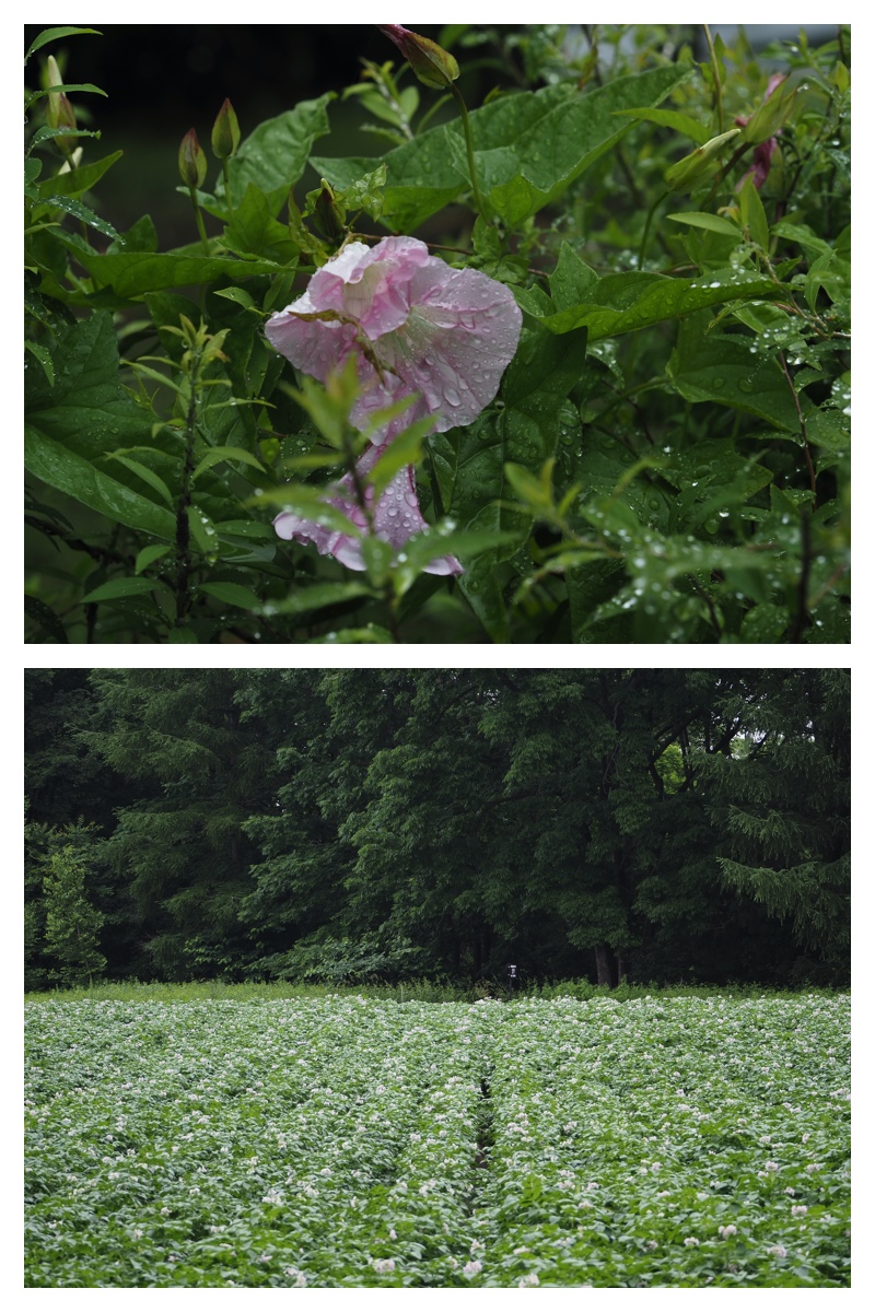 Walk_210706_1