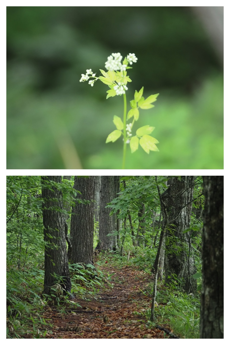 Walk_210706_3