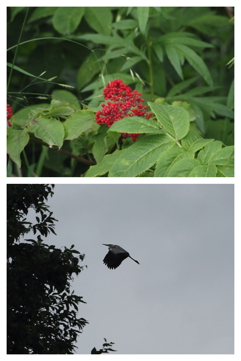 Walk_210706_5
