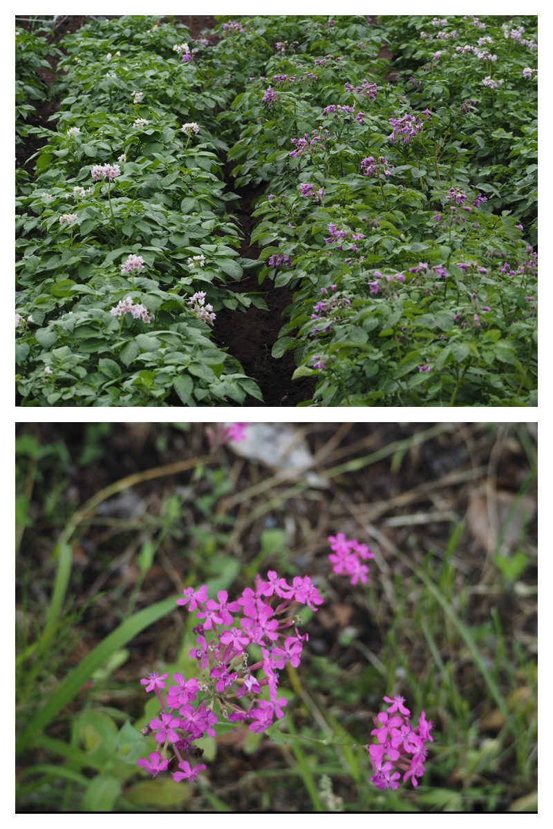 Walk_210706_6
