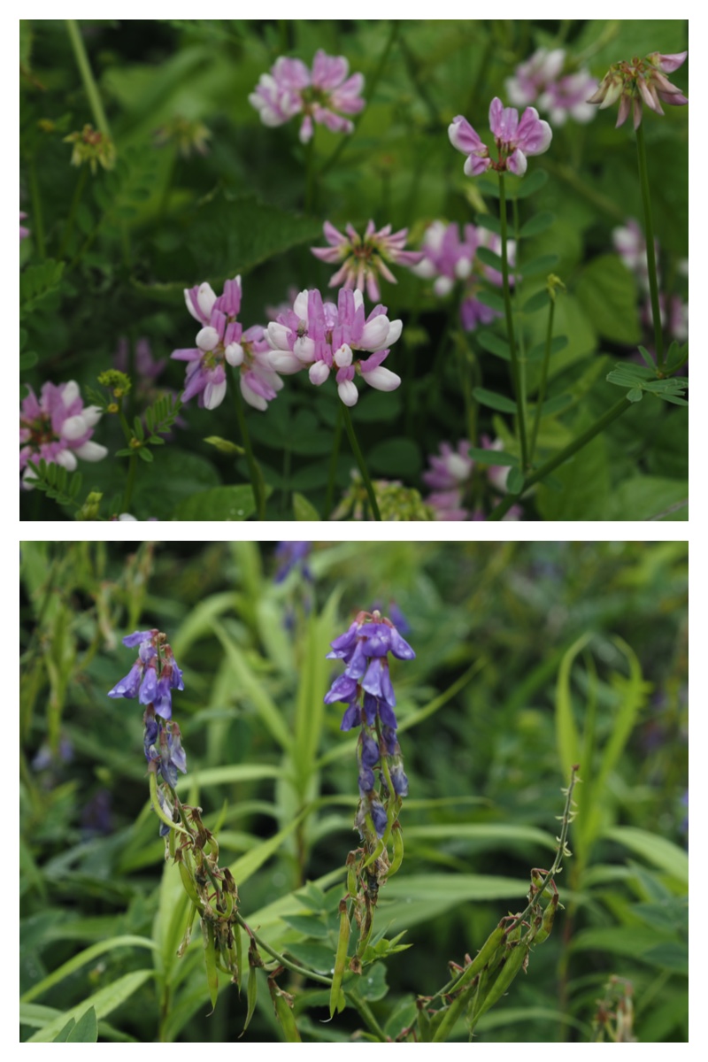 Walk_210708_1