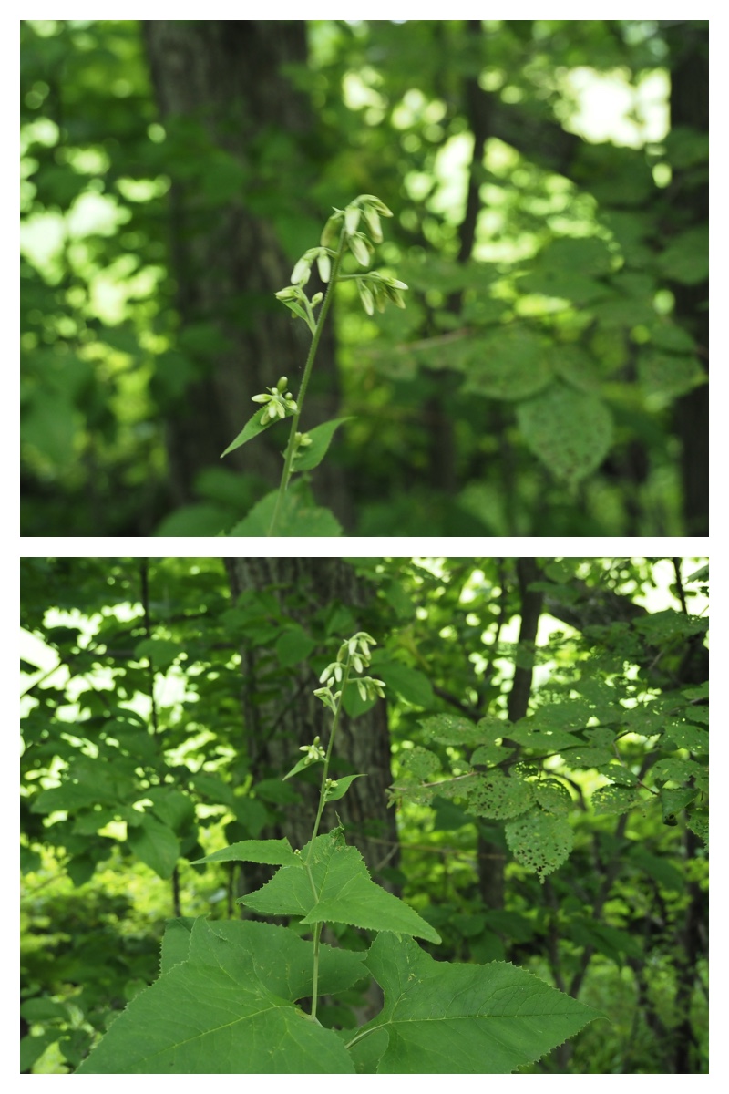 Walk_210708_7
