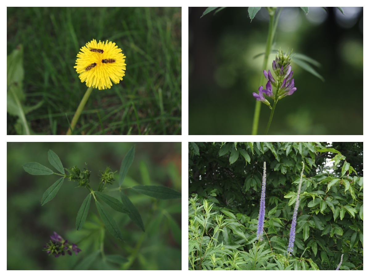 Walk_210710_1
