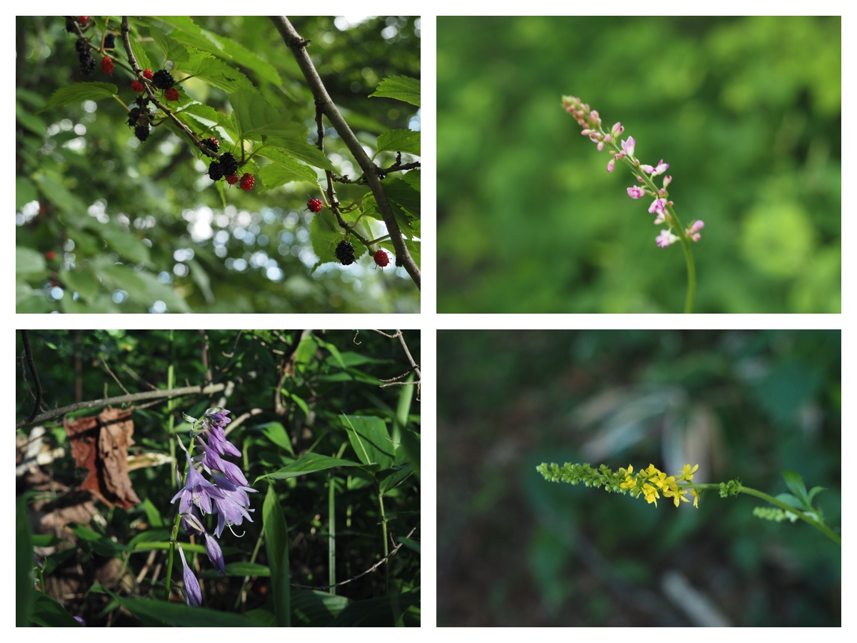 Walk_210714_1