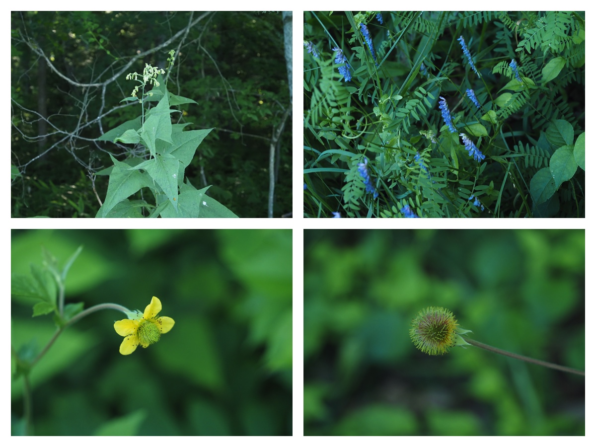 Walk_210714_3