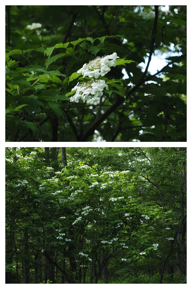 Yasou_210612_5