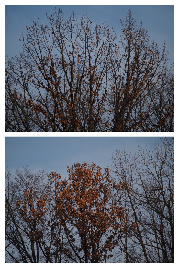 Walk_211130_11