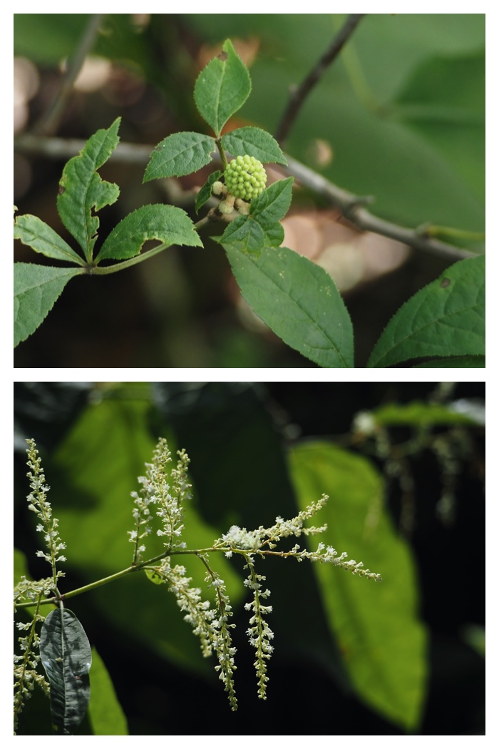 Ezorisu_220813_16