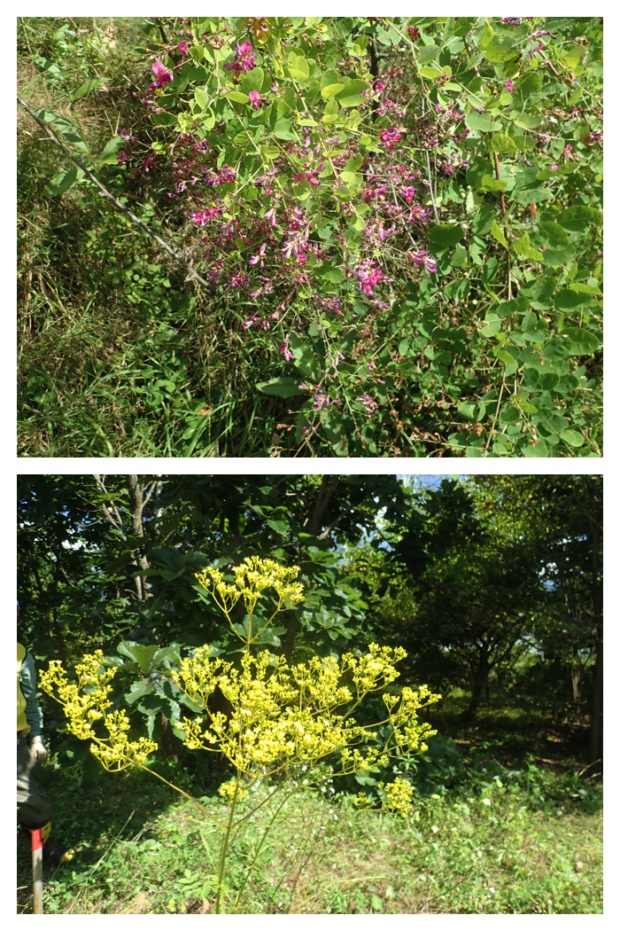 Ezorisu_220904_3