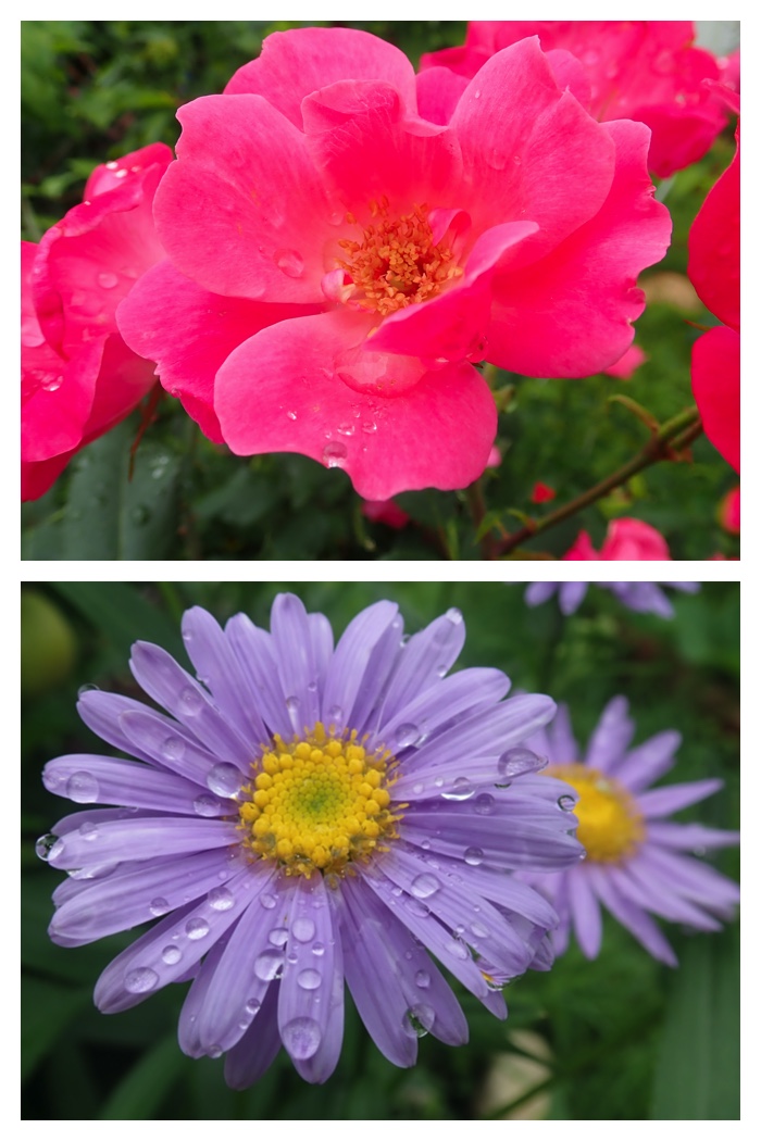 Flower_220819_3