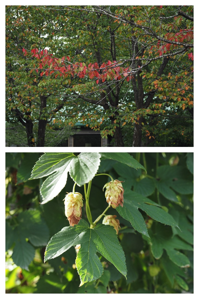 Hills_220901_23