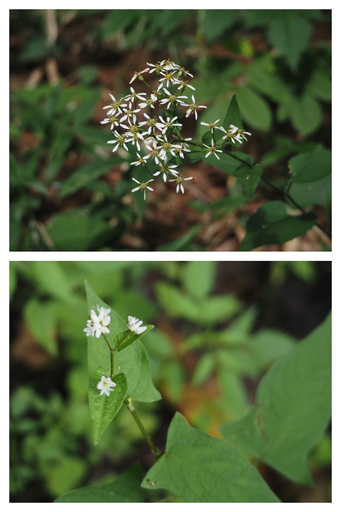 Kunimi_220903_9