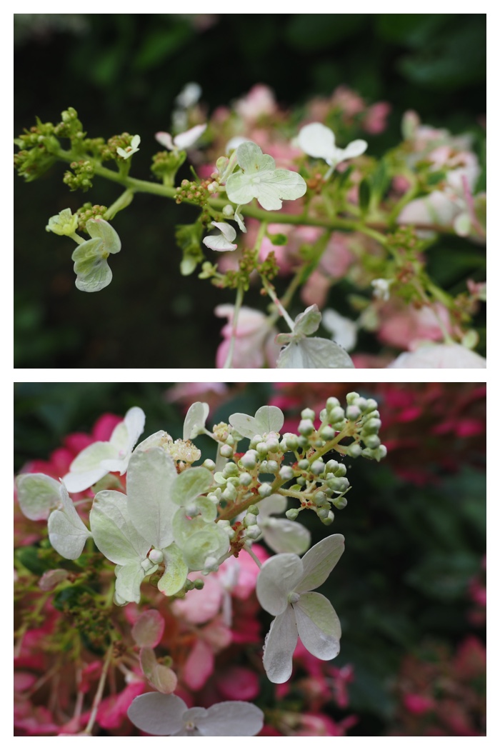 Manabe_220917_1