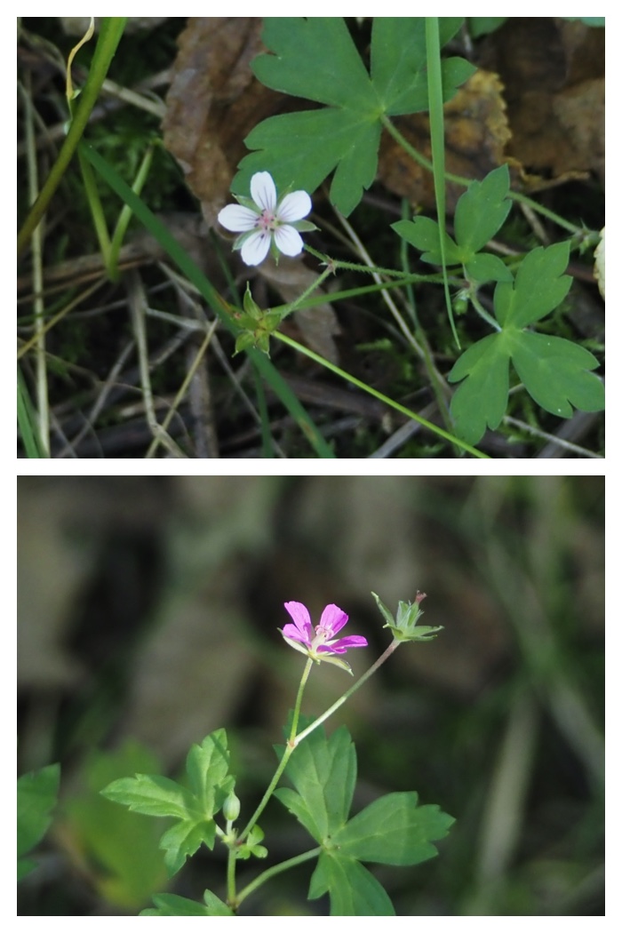 Plant_220911_1