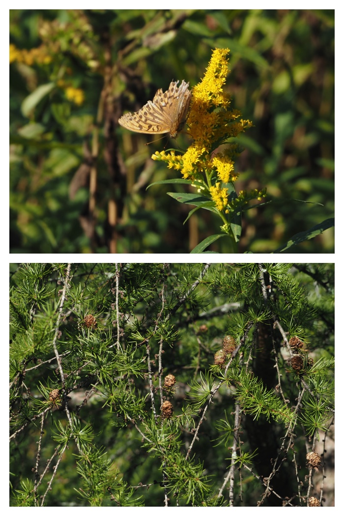 Plant_220911_12