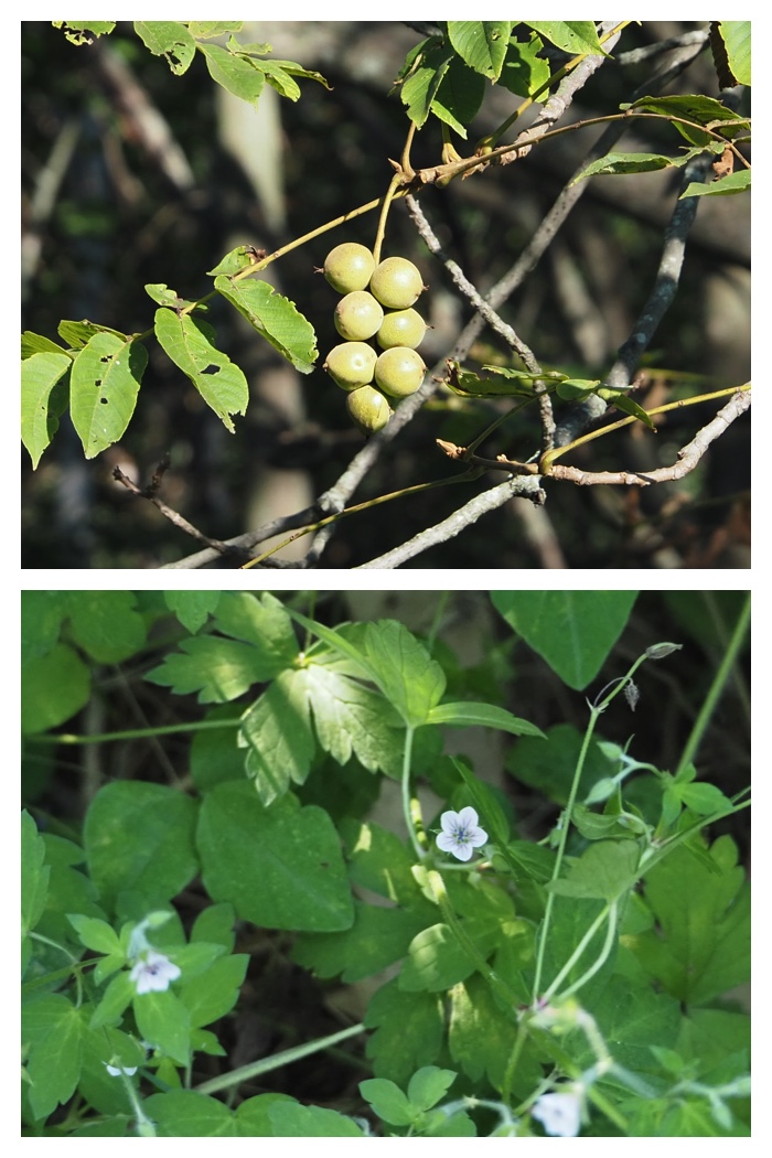 Plant_220911_15