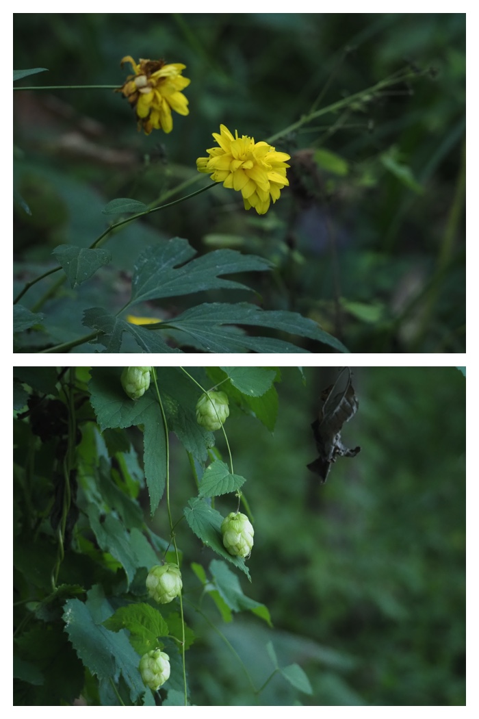 Plant_220911_24