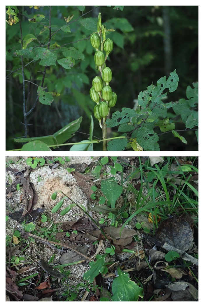 Plant_220911_26