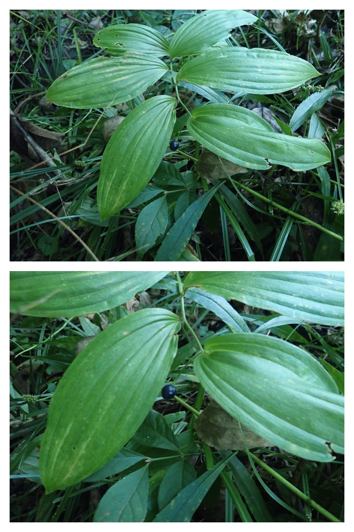 Plant_220911_27