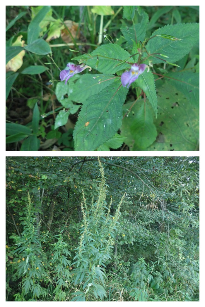Plant_220911_28