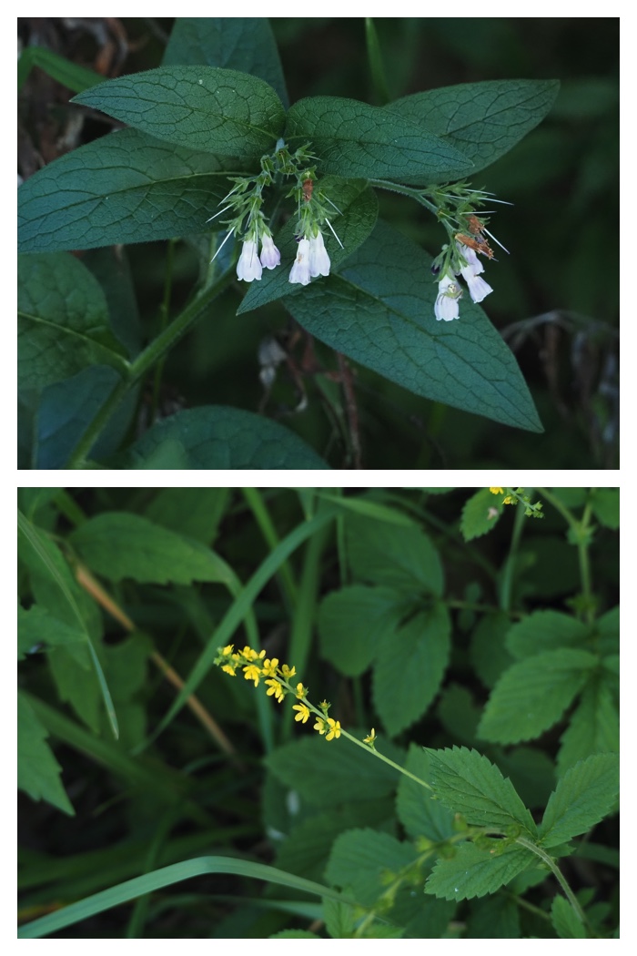 Plant_220911_29