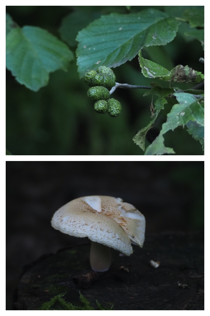 Plant_220911_30