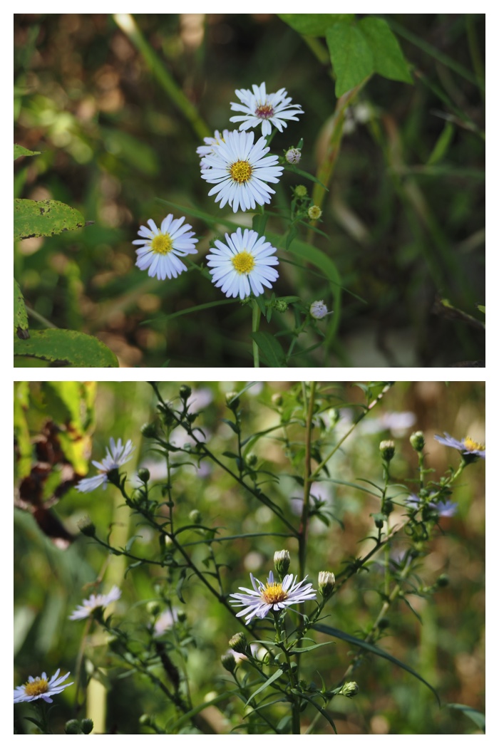 Plant_220911_4