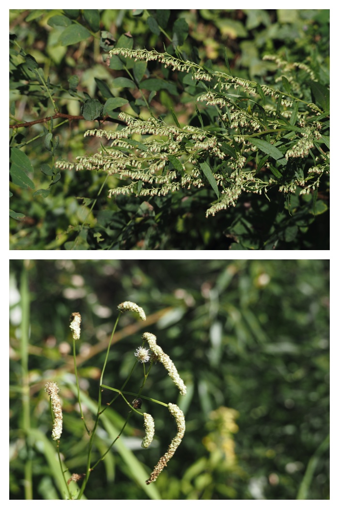 Plant_220911_5