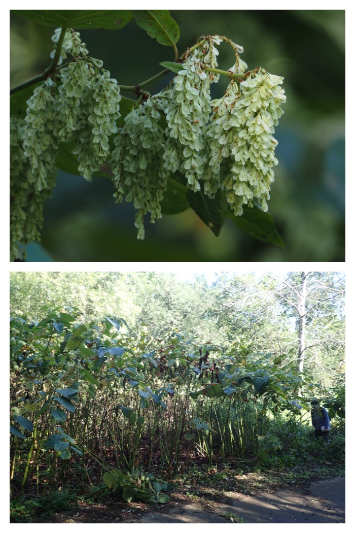 Plant_220911_7