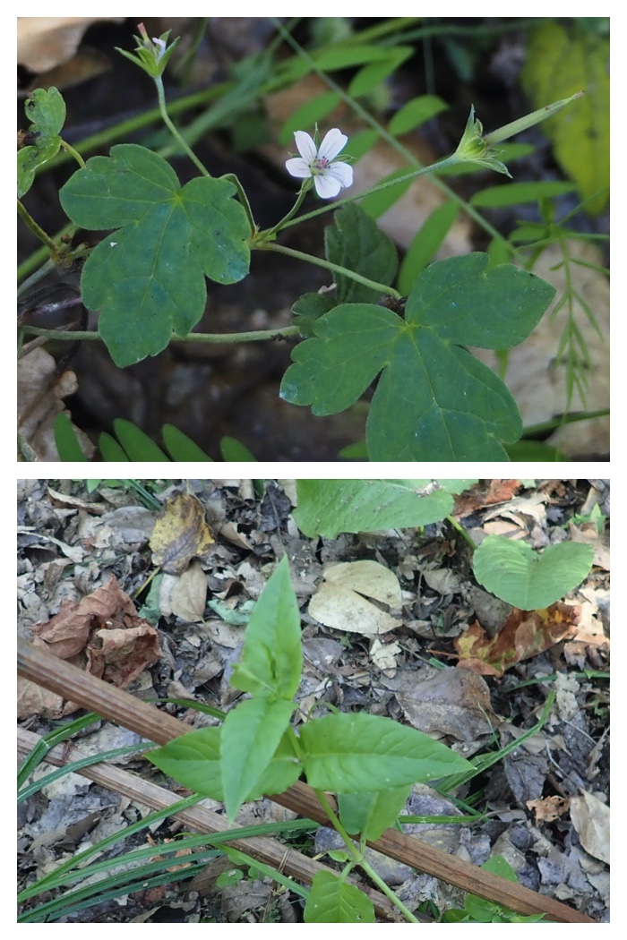 Plant_220911_9