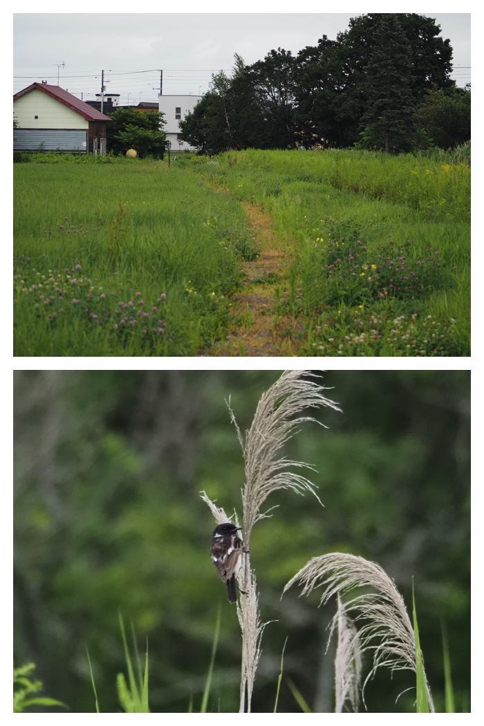 Walk_220806_3