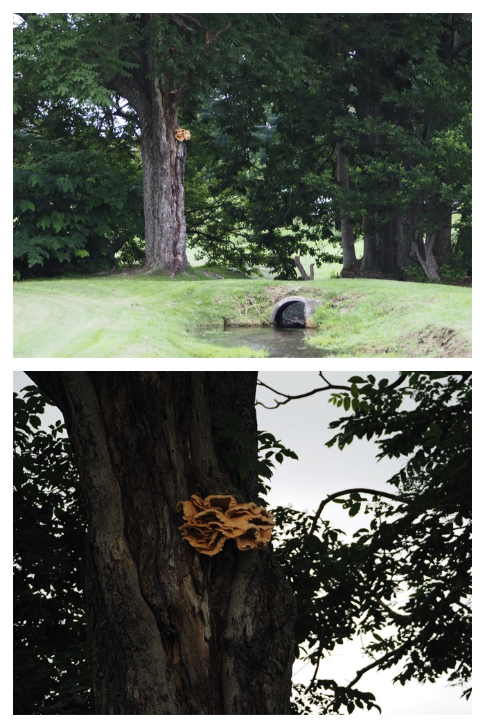 Walk_220806_5