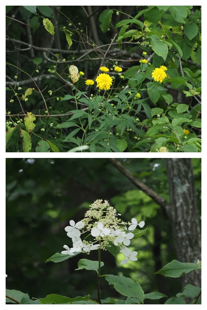 Walk_220806_8