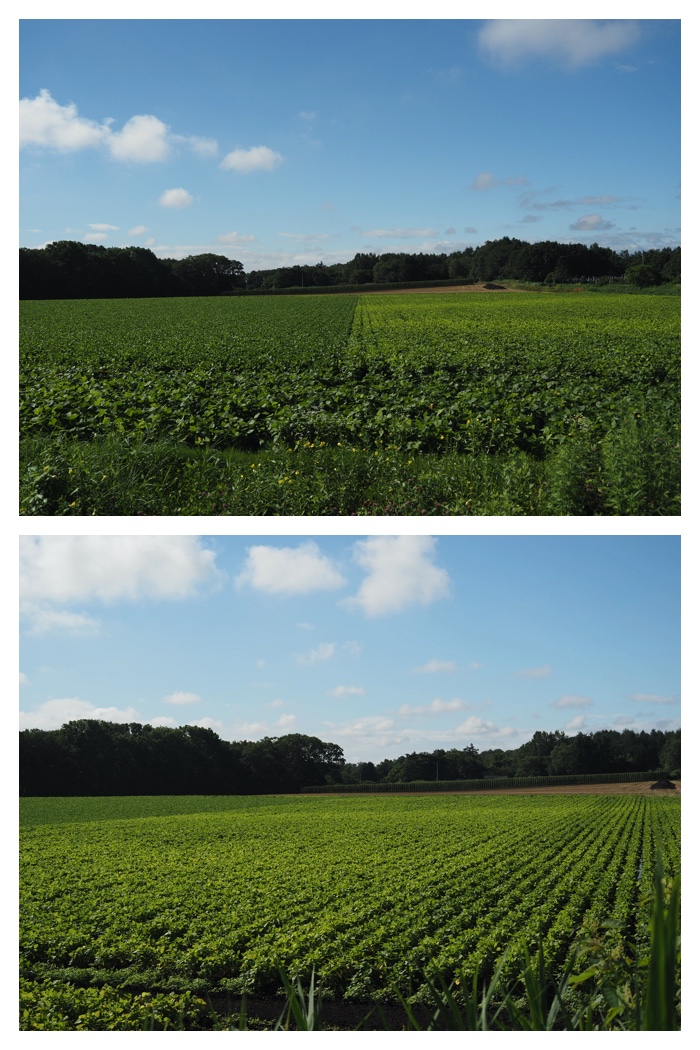 Walk_220811_1