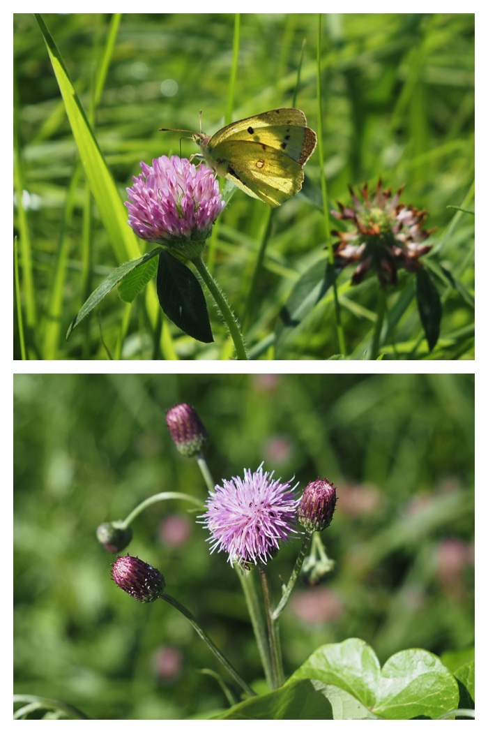 Walk_220811_3