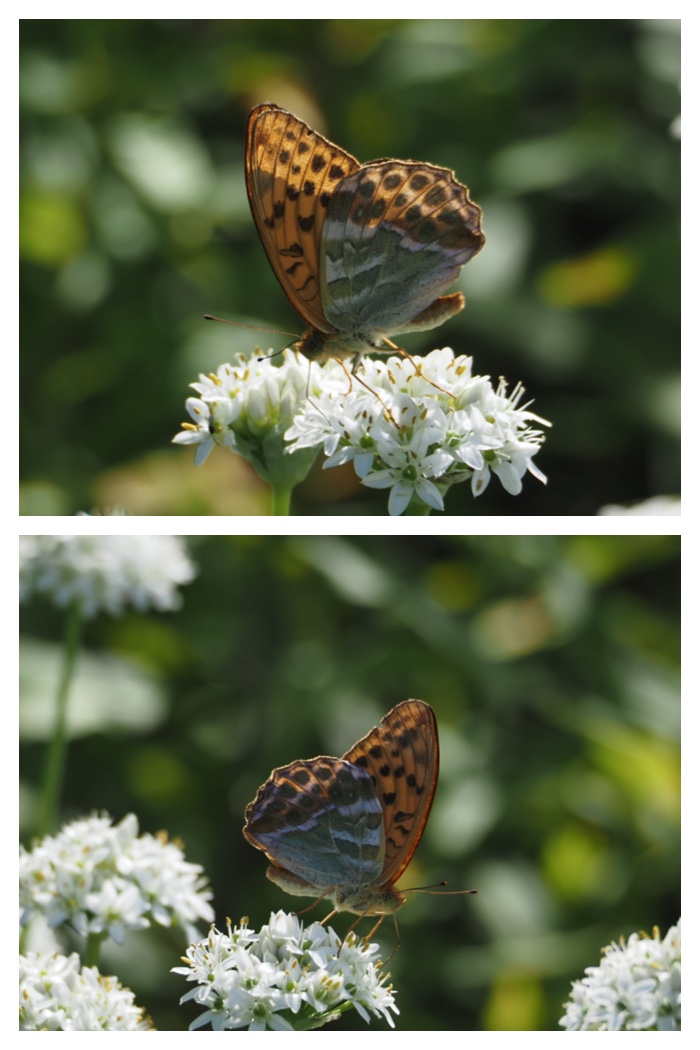 Walk_220812_2