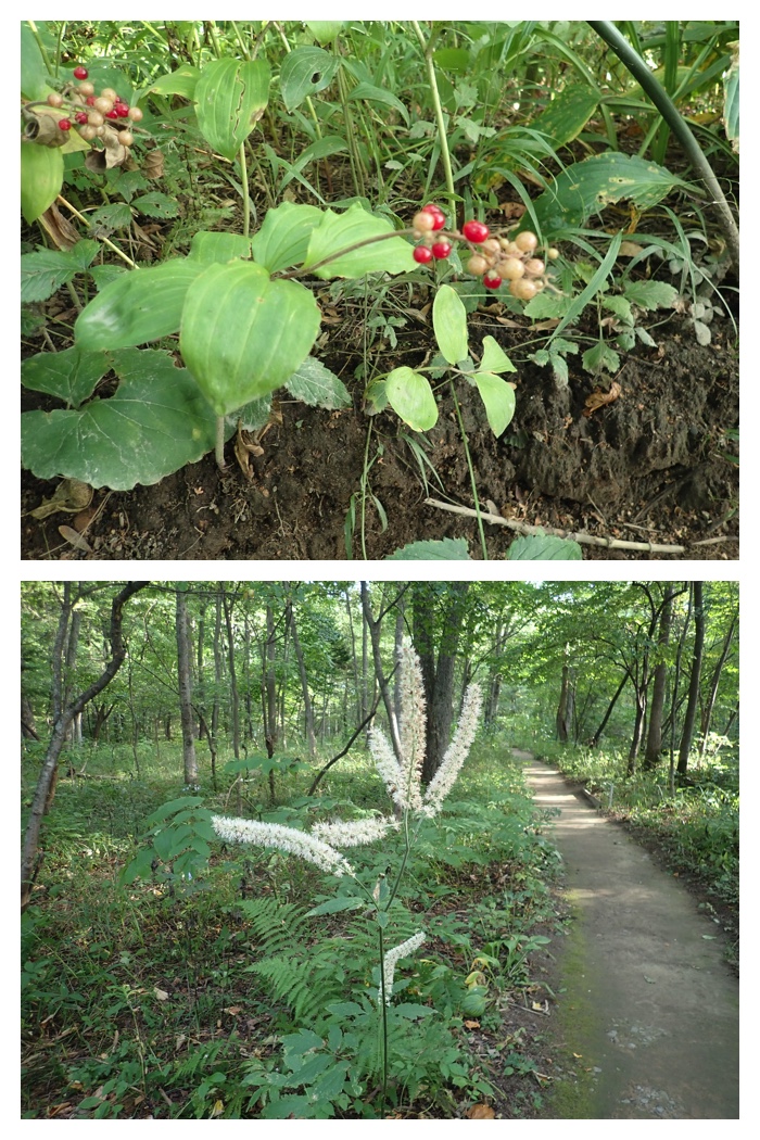 Walk_220915_4