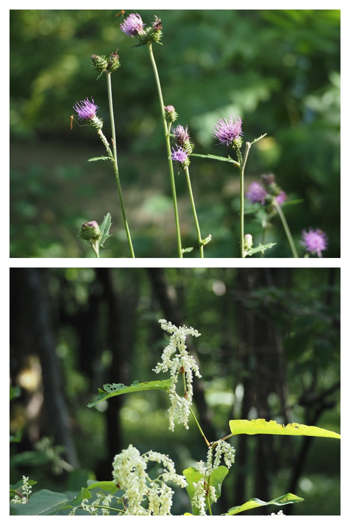 Yasouen_220902_5