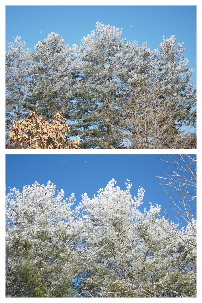 Hoarfrost_220129_6