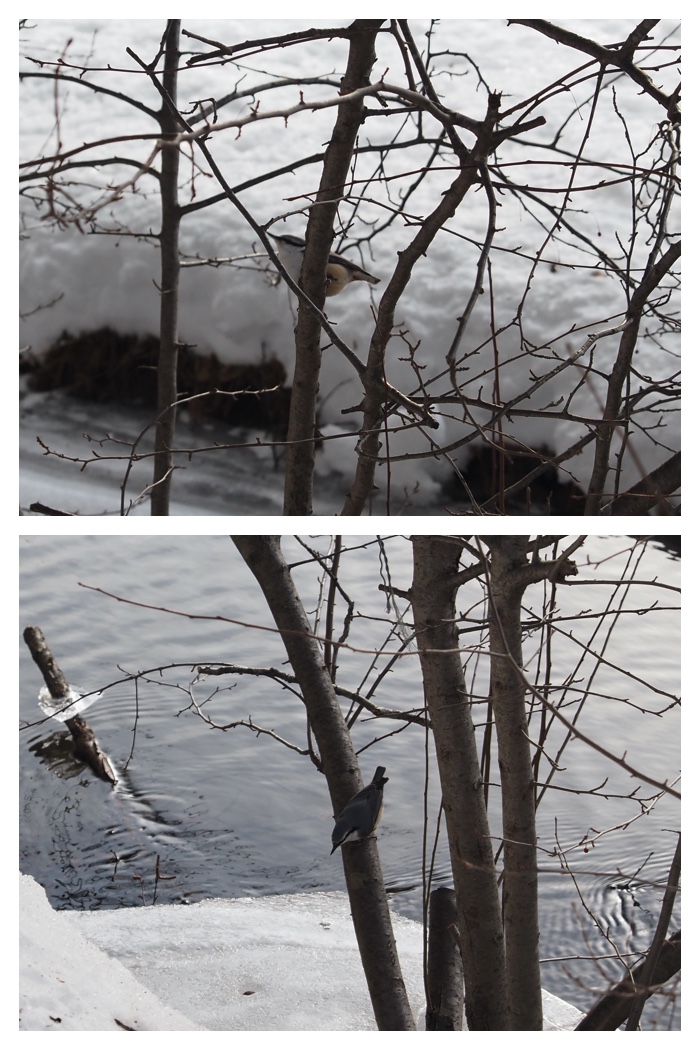 Walk_220203_4