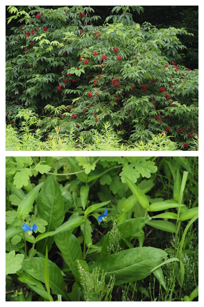Walk_220722_24