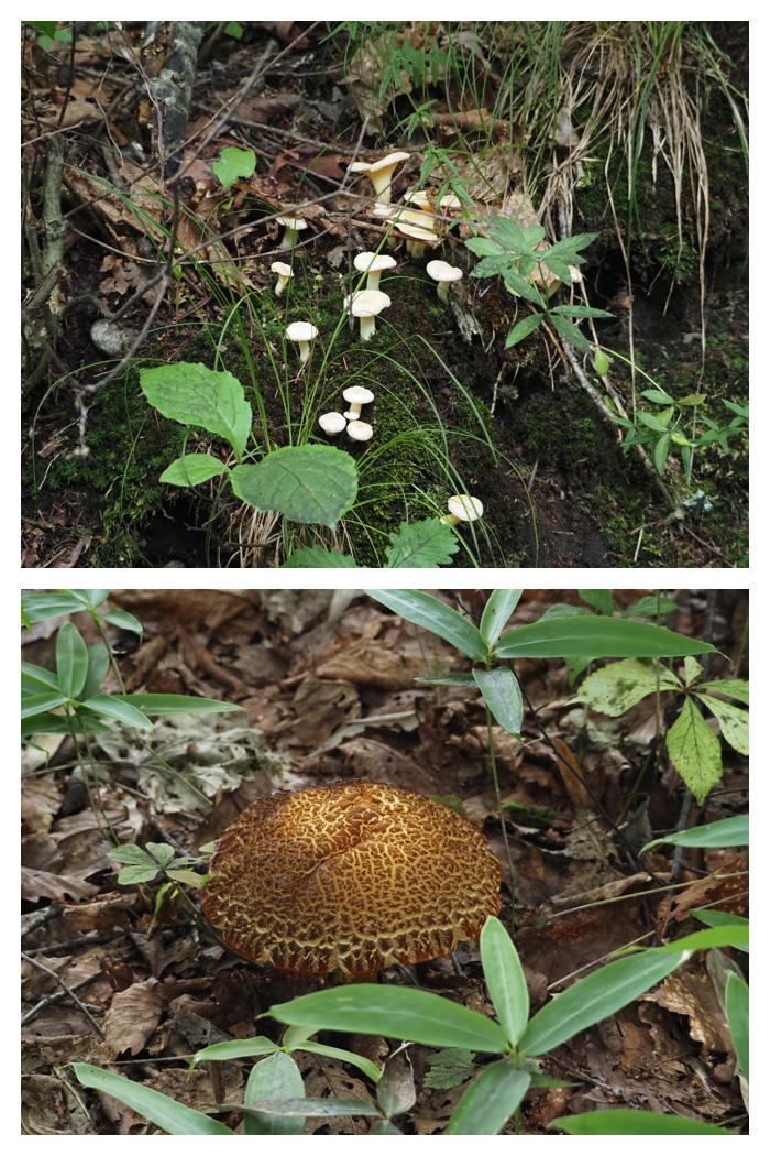 Walk_220722_27