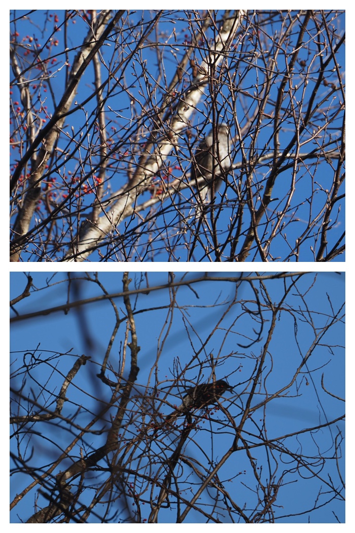 Bird_survey_221211_13
