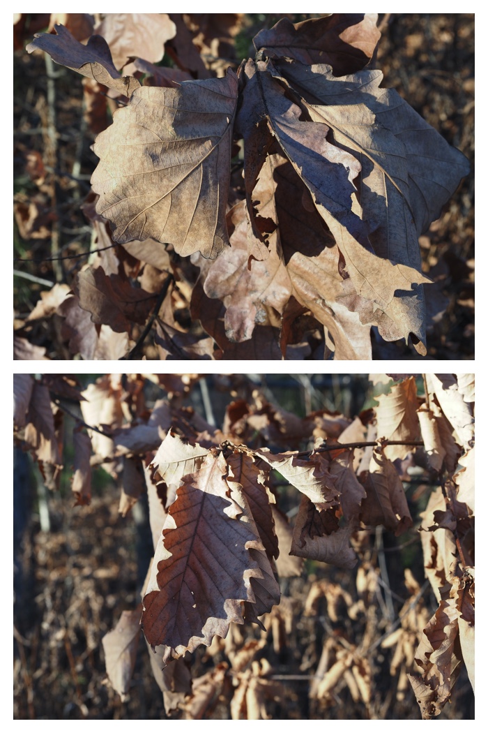 Cold-day_221202_8