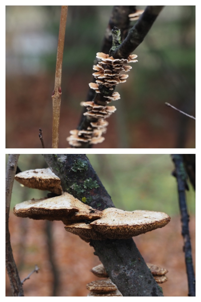 Rainy_walk_221121_3