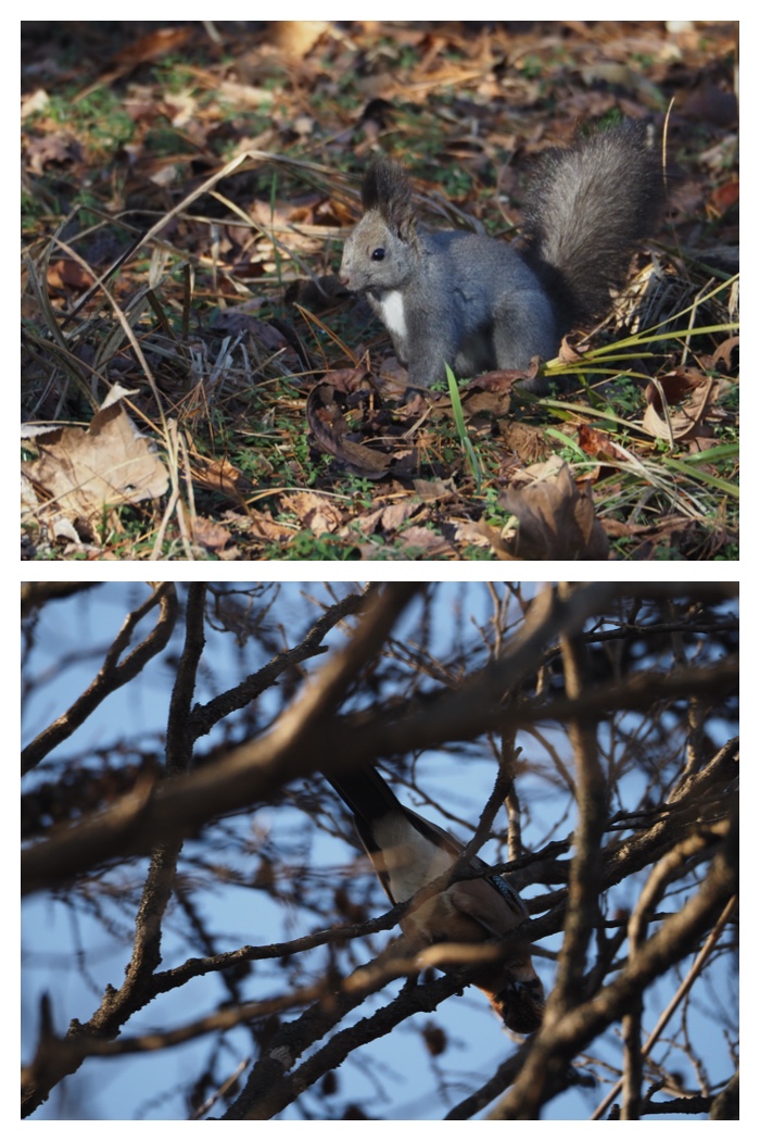 Squirrel_221125_1