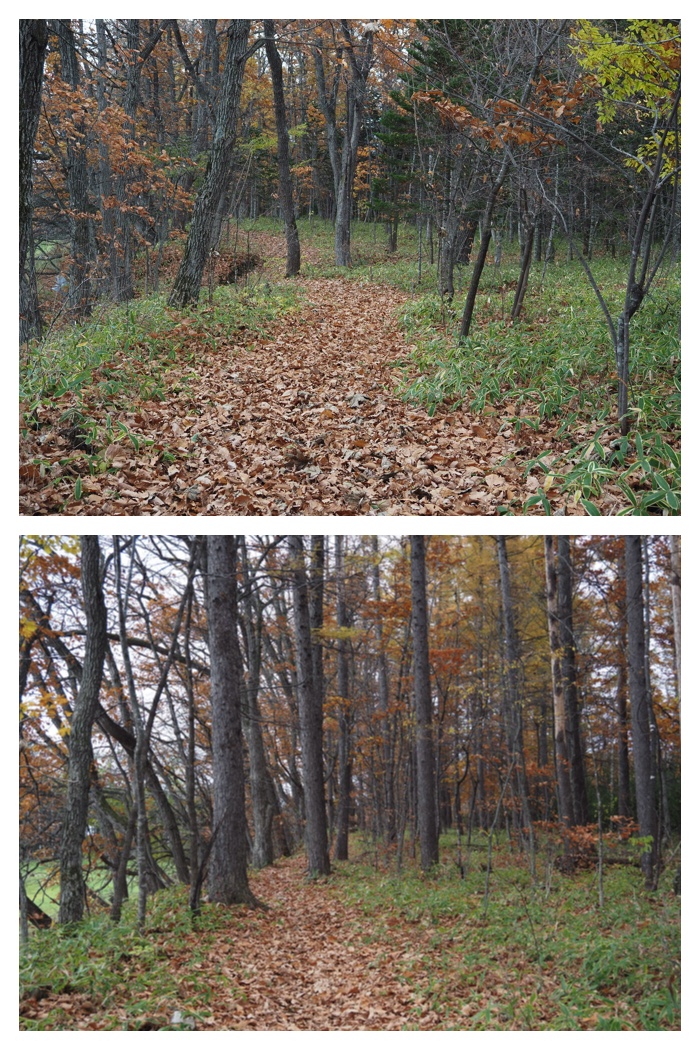Walk_221101_10