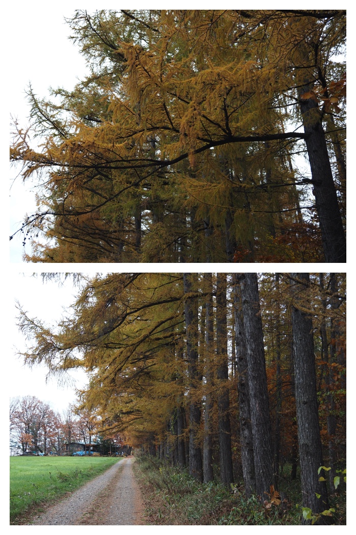 Walk_221101_11